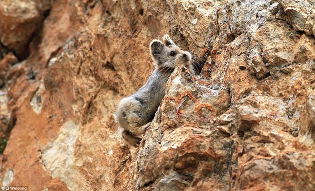26F1B61900000578-3009783-Disappearing_Ili_Pika_population_is_believed_to_have_declined_by-a-12_1427222226577